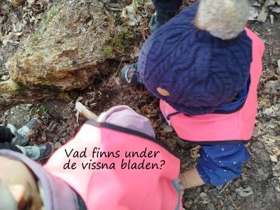 2. Vad finns under de vissna bladen