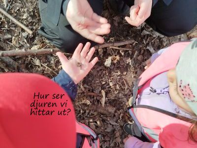 3. Hur ser djuren vi hittar ut