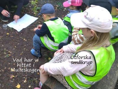 E Utforska småkryp Vad har vi hittat i Mulleskogen